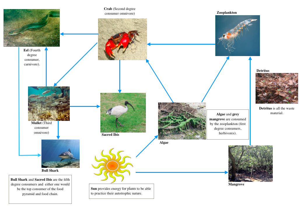 Biotic Factors - Badu Mangroves Ecosystem